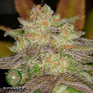 Dynasty Genetics Seeds Super Silver Blue Magoo